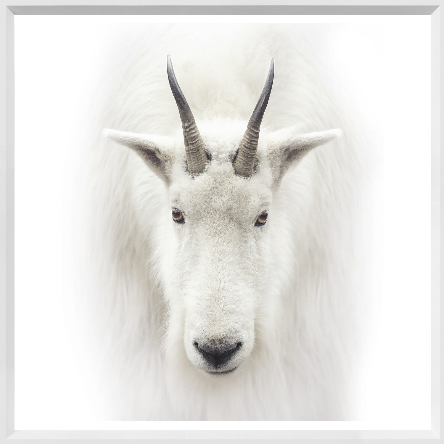 Art - Mountain Goat - Mini White 20&quot; X 20&quot;