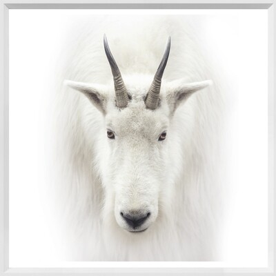 Art - Mountain Goat - Mini White 20" X 20"