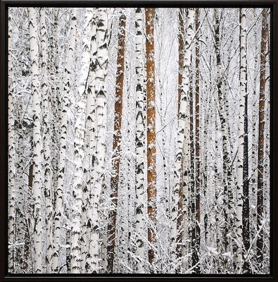 Art - Bared Birches 40&quot; X 40&quot;