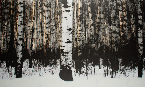 Art - Sunlight Birches 36&quot; X 60&quot;