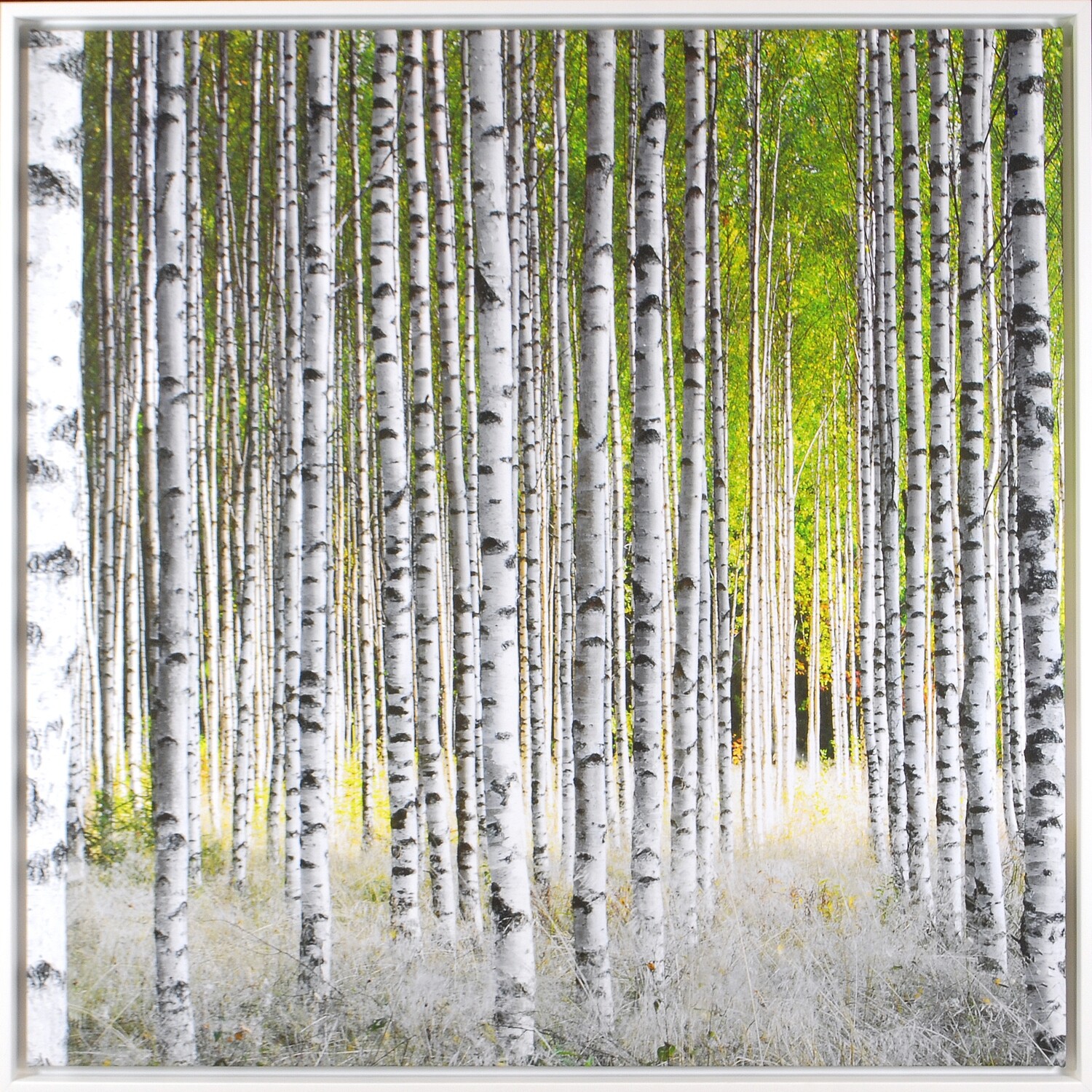 Art - Sunlight Birches 40&quot; X 40&quot;