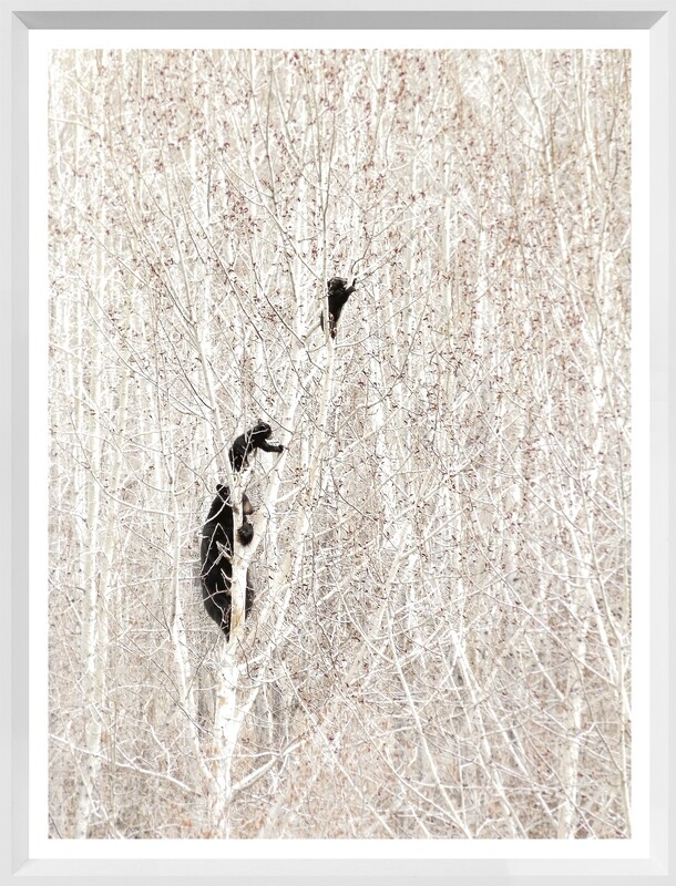 Art - Bears In a Birch Forest Mini 13 x 13&quot;