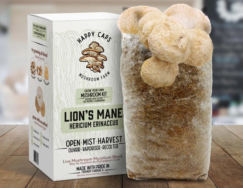 Mushroom Kit: Lion&#39;s Mane