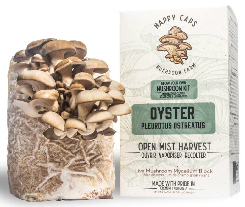 Mushroom Kit: Oyster