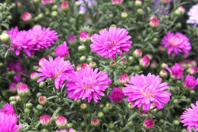 Fall Aster - 10&quot; Marie III Pink
