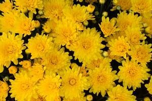 Fall Mum 10&quot; Elena Gold