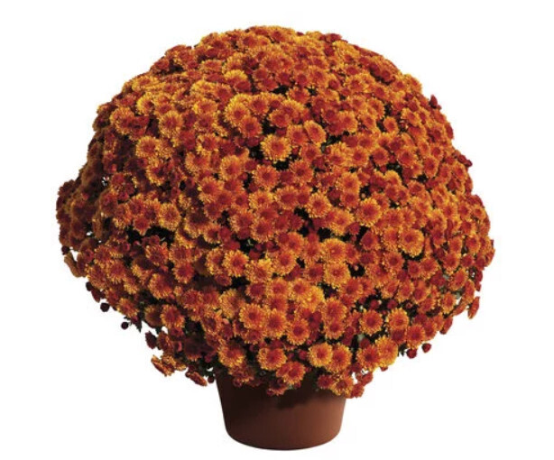 Fall Mum 10&quot; Cheryl Spicy Orange