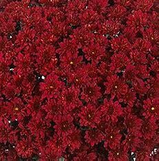 Fall Mum 10&quot; Cheer Red