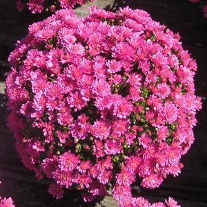 Fall Mum 10&quot; Jacqueline Pink