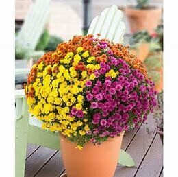 Fall Mum 14&quot; MIX Jac. Harvest Fusion (YE/OR/PE)