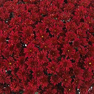 Fall Mum 14&quot; Pot Cheer Red
