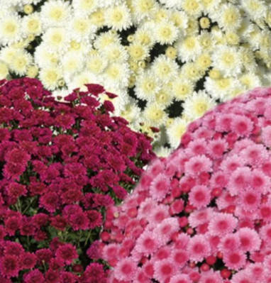 Fall Mum 14&quot; MIX Cheryl Glamorous