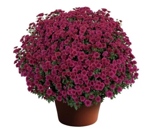 Fall Mum 14&quot; Pot Cheryl Regal Purple