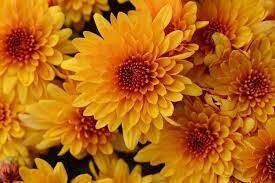 Fall Mum 14&quot; Pot Fireglow Bronze