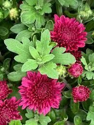 Fall Mum 14&quot; Pot Arlette Purple
