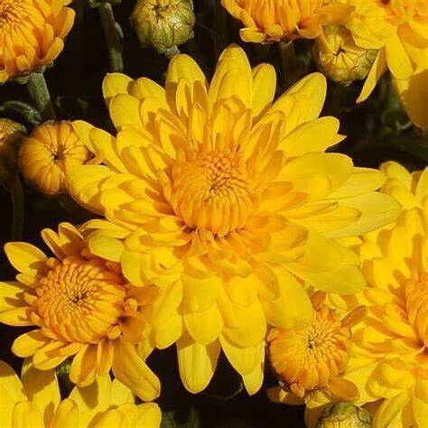 Fall Mum 14&quot; Pot Sundance Yellow