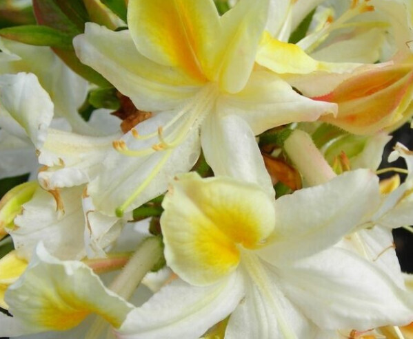Azalea &#39;Northern Hi-Lights&#39; 2 gal