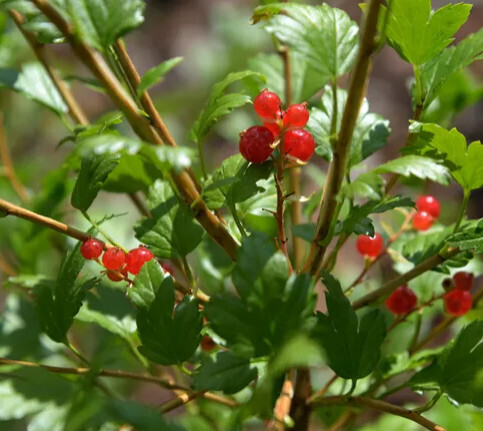 Currant &#39;Ribes Alpinum&#39; 2 gal