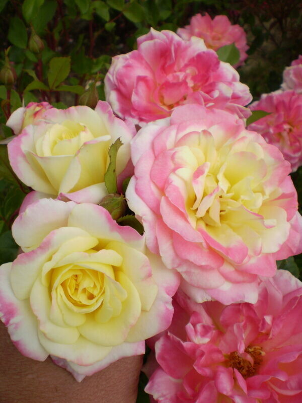 Rose - Easy Elegance &#39;Music Box&#39; 2 gal (yellow and pink)