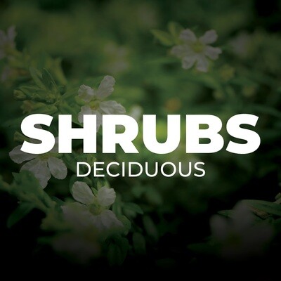 Deciduous Shrubs
