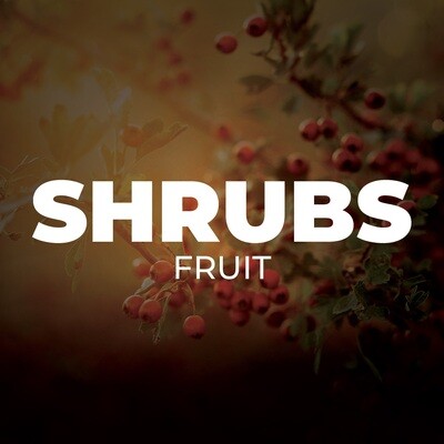 Fruit Shrubs