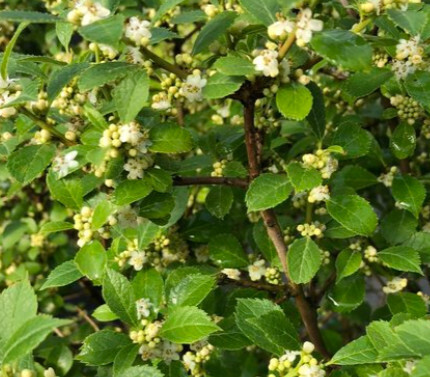 Ilex 'Berry Poppins' Winterberry 2 gal PW