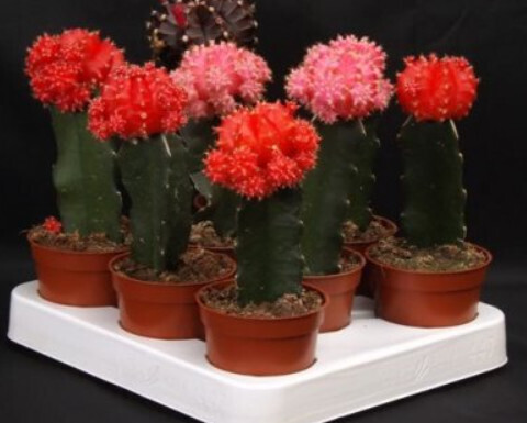 Cactus Grafted 4" Asst