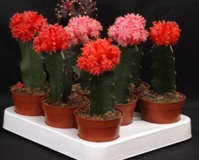 Cactus Grafted 4&quot; Asst