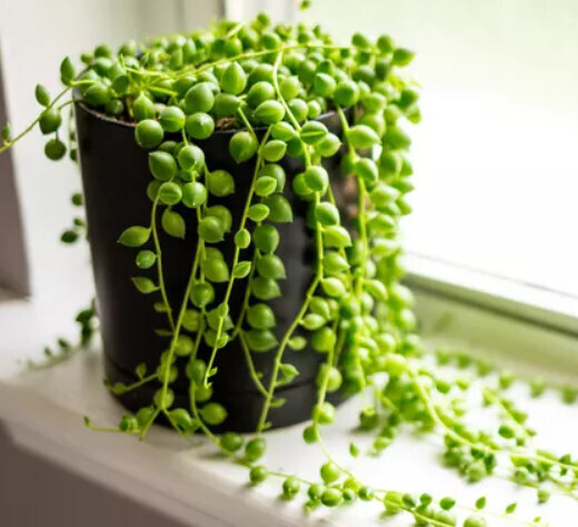 String of Pearls 5" Green