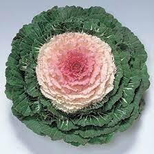 Flowering Cabbage - 1 gal