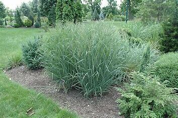 Switch Grass &#39;Panicum Heavy Metal&#39;, Size: 1 gal