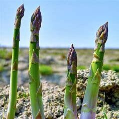 Asparagus (root pkg) Millennium 5 pack