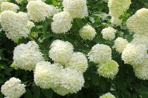 Hydrangea &#39;Limelight&#39; 2 gal PW