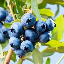 Blueberry - Vaccinium 'North Country' 2 gal 