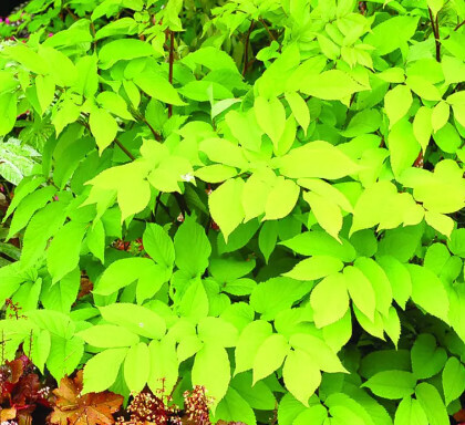 Aralia cordata 'Sun King' 2 gal