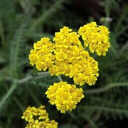 Yarrow &#39;Moonshine&#39; 1 gal