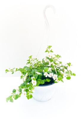 7&quot; HB Bacopa