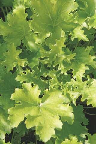 Coral Bells 'Heuchera Lime Marmalade' 1 gal