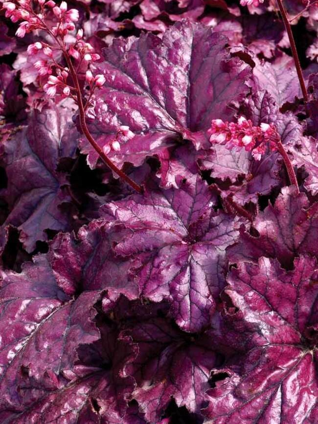 Coral Bells 'Heuchera Forever Purple' 1 gal