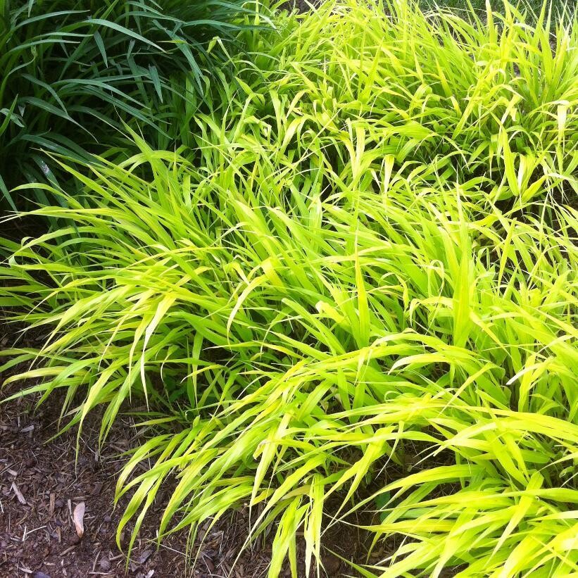 Japanese Forest Grass - Hakonechloa &#39;All Gold&#39; 1 gal