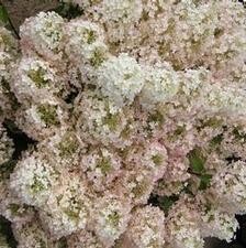 Hydrangea &#39;Bobo PW&#39; - 2 gal