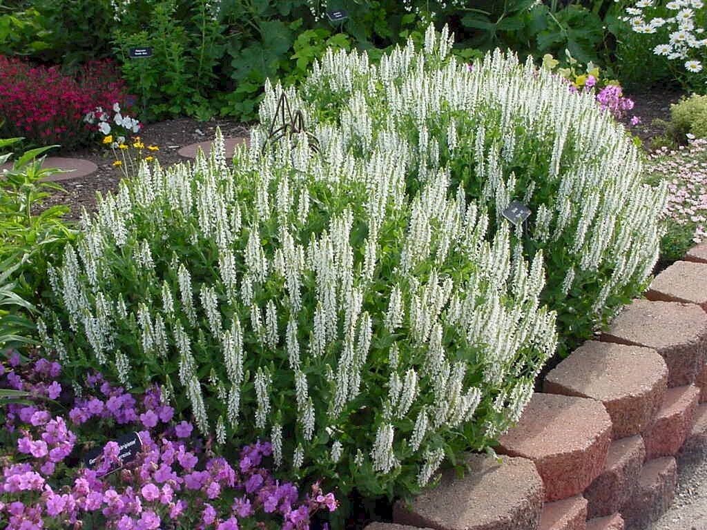 Perennial Sage &#39;Salvia Snow Hill&#39; 1 Gal