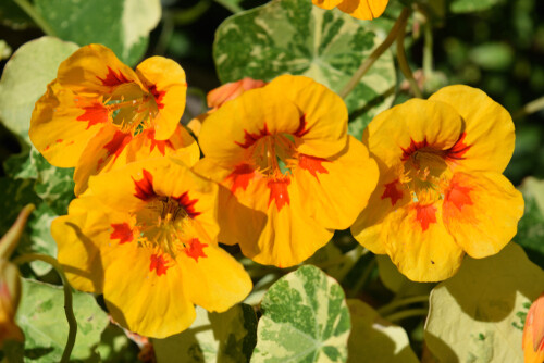 Nasturtium &#39;Whirlybird Mix&#39; 4&quot;