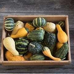 Gourds (seed pkg) Ornamental Mix
