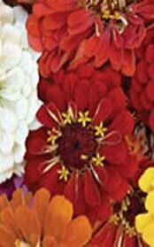 Zinnia (seed pkg) Cactus Flowered