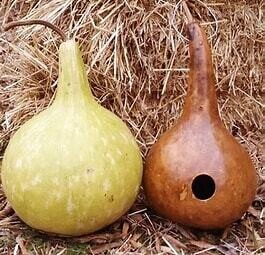 Gourds (seed pkg) Birdhouse/Bottle