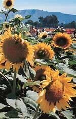 Sunflowers (seed pkg) Sunspot