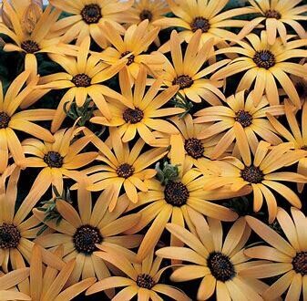 Daisy (seed pkg) African (aurantica)