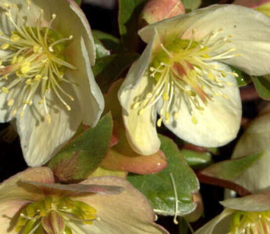 Helleborus &#39;Champion&#39; 1 gal
