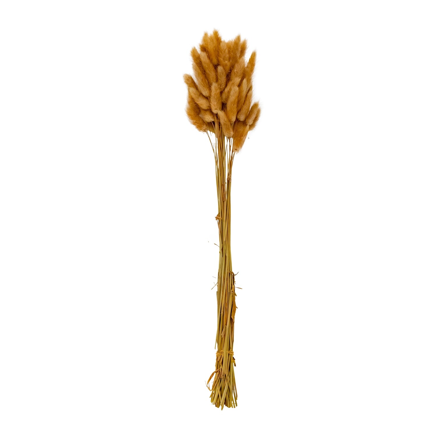 Pampas Grass - Bunny Tail 60pcs